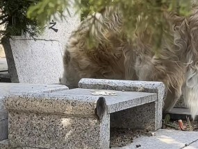边牧在墓区偷吃供品胖成百斤“肥猪”，墓园：会叮嘱大爷看好狗狗